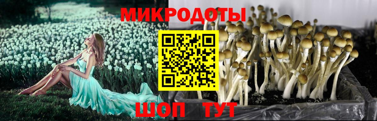 Псилоцибиновые грибы прущие грибы  Вход с VPN  Заволжье 
